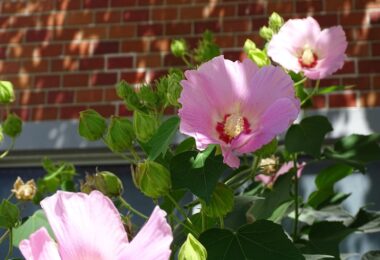 校花である芙蓉の花