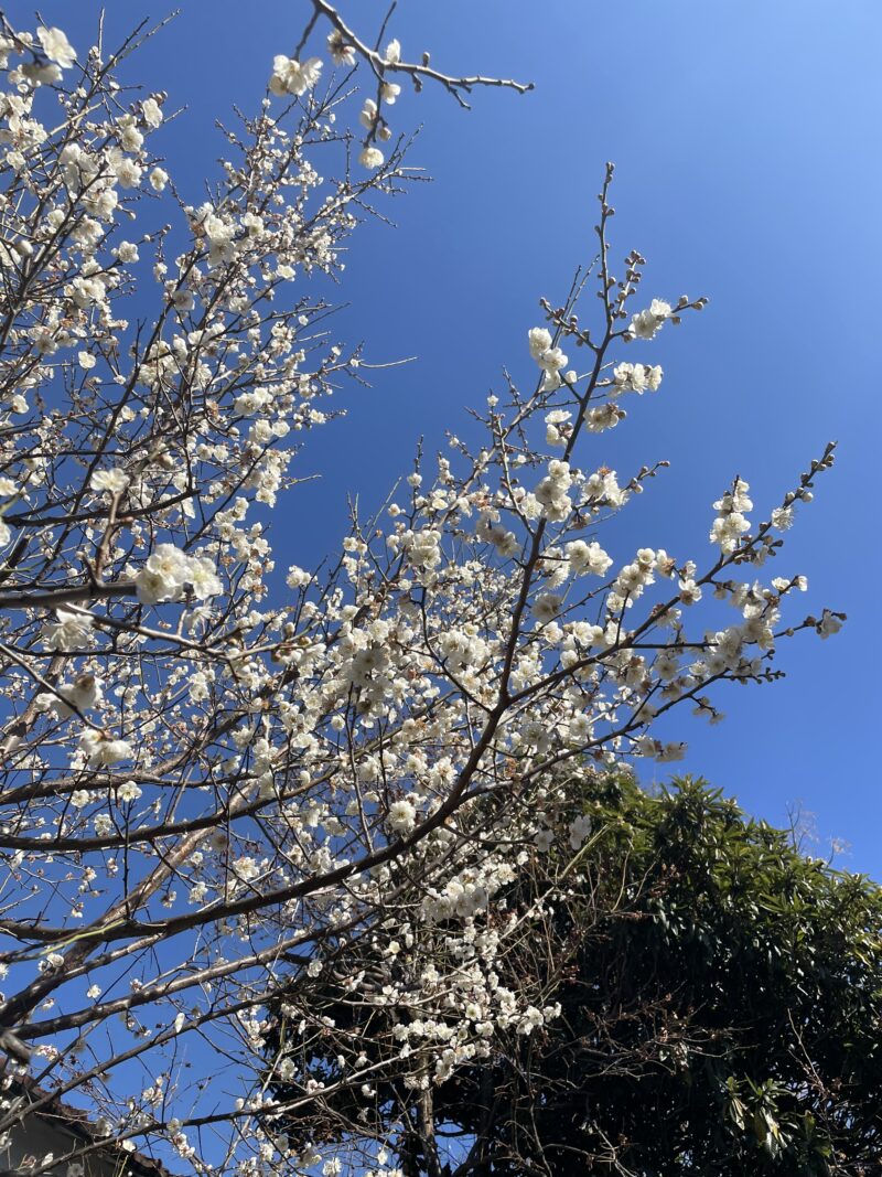 本校体育館裏の「梅花」…こんなめだたないところに咲いているのはモッタイナイ。花の可愛さはいうまでもありませんが、その香りはまさしく”早春”そのものです。(本文とは関係ありません）