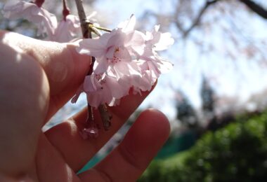 校庭の枝垂れ桜です。