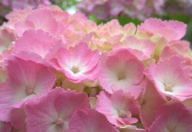 Photo Club_S２_Hina.Y_tjg紫陽花