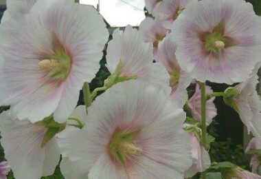 Photo Club_S２_Hina.Y_tjg立葵