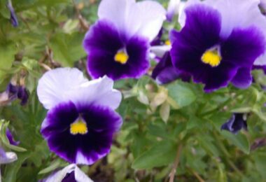 Photo Club_S2_ Sara.S_視線を左右にパンジーが開きます