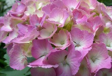 Photo Club_S2_Rio.Y_hydrangea1