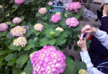 Photo Club_S2_Rio.Y_hydrangea2