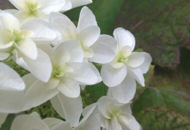 Photo Club_S２_Hina.Y_tjg梅花空木