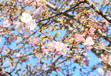 Photo Club_S1_Kokona.W_河津桜