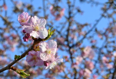 Photo Club_S1_Kokona.W_河津桜
