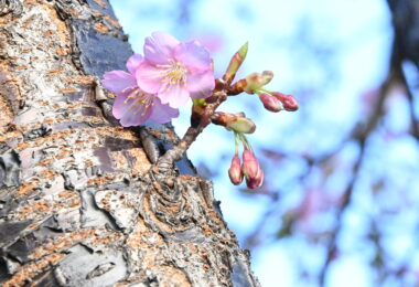 Photo Club_S1_Kokona.W_河津桜