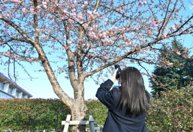 Photo Club_S1_Kokona.W_卒業記念樹の河津さくらが咲いています