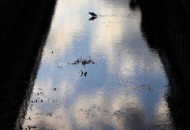 Photo Club_S1_Rio.M_石神井川に白鷺