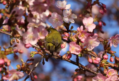 Photo Club_S1_Rio.M_河津桜にメジロ1