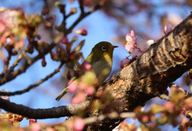 Photo Club_S1_Rio.M_河津桜にメジロ2