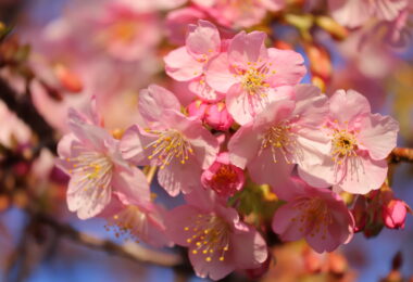 Photo Club_S1_Rio.M_校庭の河津桜2