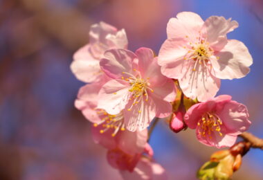 Photo Club_S1_Rio.M_校庭の河津桜1